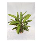 ARTE FLOWERS Kalatya-calathea Rufibarba Wavestar 70cm