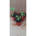 artemisiatıbbibitki Kedi Nanesi (Nepeta cataria) 14 cm Saksıda