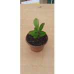 artemisiatıbbibitki Kocayemiş Fidanı (dağ Çileği) 14. Cm saksıda