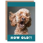 Artery8 Doğum Günü Kartı Sürpriz Cockapoo Köpek Fotoğrafı How Old Funny Joke Cheeky Animal for Him Her Man Woman Girl Boy Wife Husband Greeting Card