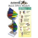 Artlantis Dna Modeli 1 Paket Kartondan DNA Yapım Seti Dna Sarmalı Deney Yapım Seti Okul Materyali Fen Bilimler