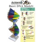 Artlantis Dna Modeli 1 Paket Kartondan Dna Yapım Seti Dna Sarmalı Deney Yapım Seti Okul Materyali Fen Bilimleri - Renkli - Standart