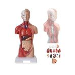 Artlantis İnsan Organ Maketi 27 cm 1 Adet İnsan Anatomi Modeli 15 Parça Sök Tak İnsan İç Organları Tıbbi Model Vücut