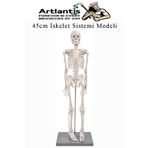Artlantis İskelet Maketi 45 cm 1 Adet Eğitim İnsan İskelet Modeli İskelet Sistemi Haraketli İskelet Anatomisi