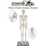 Artlantis Iskelet Maketi 85 cm 1 Adet Eğitim Insan Iskelet Modeli Iskelet Sistemi Haraketli Iskelet Anatomisi - Beyaz - Standart