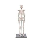 Artlantis İskelet Maketi 85 cm 1 Adet Eğitim İnsan İskelet Modeli İskelet Sistemi Haraketli İskelet Anatomisi