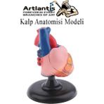 Artlantis Kalp Modeli 2 Parça 1 Adet Gerçek Boy Kalp Anatomisi Modeli Insan Kalp Modeli Renkli Bilim Deney Malzemesi - Standart