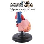 Artlantis Kalp Modeli 2 Parça 1 Adet Gerçek Boy Kalp Anatomisi Modeli İnsan Kalp Modeli Renkli Bilim Deney Malzemesi