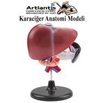 Artlantis Karaciğer Anatomi Modeli 1 Adet Karaciğer Pankreas ve Oniki Parmak Bağırsağı Maketi Anatomik Model D