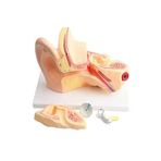 Artlantis Kulak Anatomisi Modeli 1 Adet İnsan İşitme Sistemi Ses Anatomik Modeli Deney Bilim Tıbbi Model Kulak Maketi Masaüstü