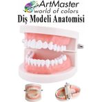 ArtMaster Diş Modeli Anatomisi 1 Paket Insan Diş Çene Modeli Eğitci Fen Biyoloji Deney Maketi Diş Maketi Ders Okul - Beyaz - Standart