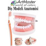 ArtMaster Diş Modeli Anatomisi ve Fırça 1 Paket Insan Diş Çene Modeli Eğitci Fen Biyoloji Deney Maketi Diş Maketi Ders Okul - Beyaz - Standart