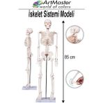ArtMaster Iskelet Sistemi Maketi 85 cm 1 Adet Insan Iskelet Modeli Haraketli Eğitim Iskelet Anatomisi Iskelet Sistemi - Beyaz - Standart