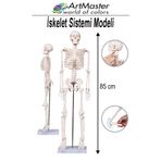 Artmaster İskelet Sistemi Maketi 85 cm 1 Adet İnsan İskelet Modeli Haraketli Eğitim İskelet Anatomisi İskelet