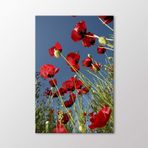 Arty Tablo Gelincikler Tablo Amz-Ala169-X 100X150