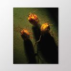 Arty Tablo Kuru Çiçekler Tablo Amz-Art198-X 60X75