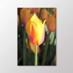 Arty Tablo Sarı Lale Tablo Amz-Abd161-X 60X90
