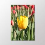 Arty Tablo Sarı Lale Tablo Amz-Abd163-X 80X120