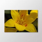 Arty Tablo Sarı Lale Tablo Amz-Ala173-X 60X40