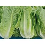 Arzuman 10 gr Yedikule Marul Tohumu