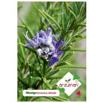 Arzuman 100 Adet Biberiye Tohumu