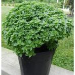 Arzuman 100 Adet Top Reyhan Tohumu