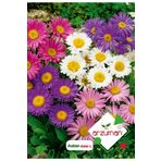 Arzuman 50 Adet Aster Çiçek Tohumu