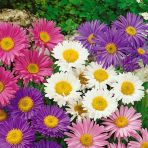 Arzuman Aster Tohumu Yerli Aster L. 50 Adet