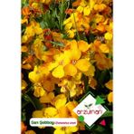 Arzuman Sarı Şebboy Çiçek Tohumu - 1 Paket