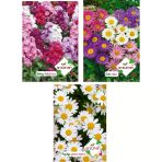 Arzuman Şebboy Aster Papatya Tohumu