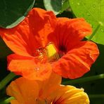 Arzuman Yerli Tropaeolum Majus 6 Adet Laden Tohumu
