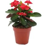Asel Garden Dikenler Tacı Euphorbia Milii