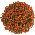 Asel Garden Nertera Granadensis (Mercan Boncuğu)