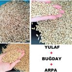 Asenya 3 Lü Set 500 Gr Buğday Tohumu + 500 Gr Tane Arpa Tohumu + 500 Gr Yulaf Tohumu