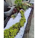 Asenya Beyaz Dolomit Taş 5 Kg 2-4 Cm Dere Çakıl Taşı Bahçe Süs Taşı Saksı Teraryum Taşı Akvaryum Taşı
