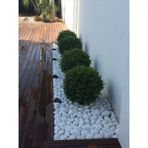 Asenya Beyaz Taş 50 kg 6-10 cm Beyaz Dolomit Taş Dere Taşı Çakıl Taşı Bahçe Süs Taşı Akvaryum Teraryum Taşı - 6 - 10 cm