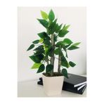 Asenya Yapay Bitki Ağacı, 30 cm, Saksıda, Dekoratif Bonsai, Krem