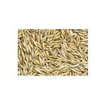 Asenya Yulaf Tohumu 1 kg Ilaçsız Yulaf Tohumu Doğal Yulaf Tohumu Yemlik Yulaf