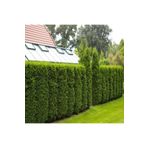 ASES 2 Adet Tüplü Çit Mazı Çamı Fidanı Yaş 2 Boy 40-60cm