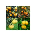 ASES Bodur Aşılı Yediveren-limon-portakal-kamkat-mandalina Fidanı(4'lü Paket)