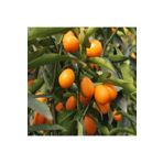 ASES FİDAN 12 Litrelik Saksıda Bodur Kamkat 3 Yaş Boy 100-130 Cm