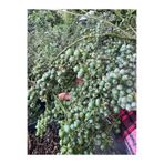 ASES FİDAN BÜYÜK SAKSIDA (45 LT) YOĞUN MEYVELİ 7 YAŞ DARROW ÇEŞİT BLUBERRY (YABAN MERİSİNİ) BOY 100-130 CM