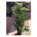 ASES FİDAN Şeflera Bitkisi 100 Cm Schefflera Bitkisi 5 Parmak Bitkisi Ev Bitkisi Ofis Bitkisi Salon Bitkisi