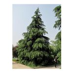 ASES FİDAN Tüplü Himalaya Sediri 110-140 Cm