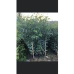 ASES FİDAN Tüplü Okaliptus Fidanı 120-140 cm (2 Adet)