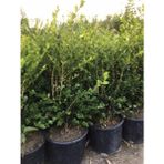 Ases Geniş Forumlu Hızlı Büyüyen Şimşir Fidanı Buxus Sempervirens 60-80 cm