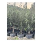 ASES SAKSIDA 6 YAŞ,KALIN GÖVDELİ GEMLİK TRİLYE ZEYTİN FİDANI BOY 130-150 CM