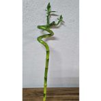 Asi dracaena()