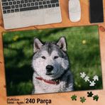 Asil Hobi Husky-Sibirya Kurdu-Vahşi Hayvan Yapboz-Ayak Destekli Çerçeveli 240 Parça Puzzle