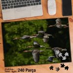 Asil Hobi Kuş Sürüsü-Kanada-Kanat-Kaz-Göç Yapboz-Ayak Destekli Çerçeveli 240 Parça Puzzle